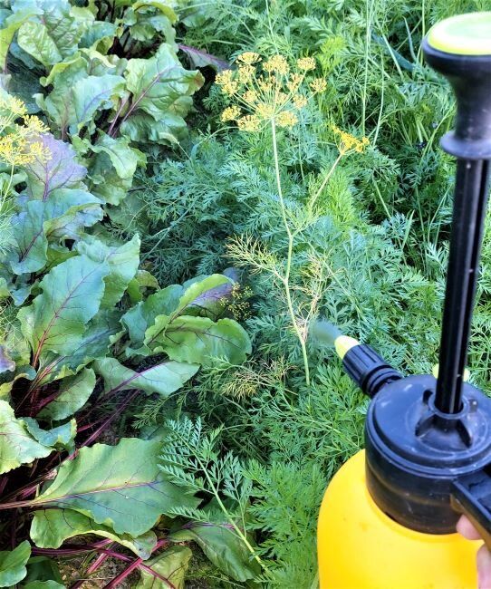 Как сделать морковь и свёклу слаще и толще: секреты заключительной подкормки