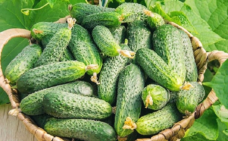 Как вырастить огурцы по методу