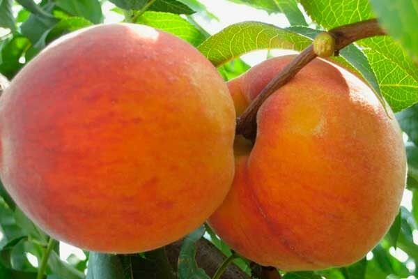 ������ ������: ��� ��������� ���� ���������� ���� � ������