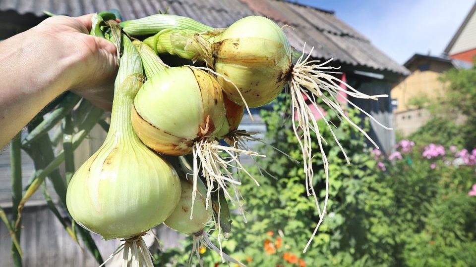 ������ ����: ��� �� ������ �� ������� ������?