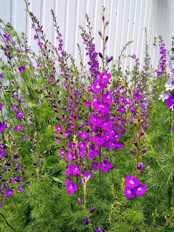 ��� ��������� �������� � ���������: ������ ������